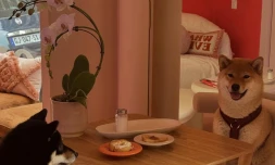 La premiĂšre boulangerie pour chiens a ouvert ses portes Ă Paris