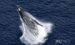 baleines septembre 2023