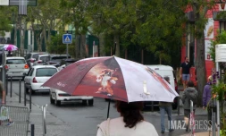 Pluie à Cilaos avec un parapluie chien