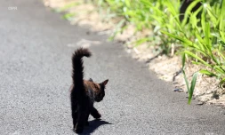 chat errant 