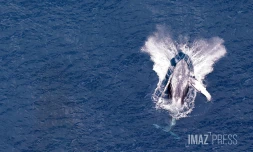 baleines septembre 2023