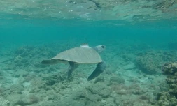 La tortue olivâtre Union revient, sa balise sur le dos