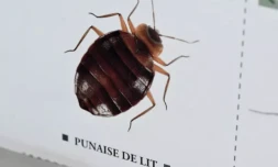 La France est balayée par une vague de "panique collective" face aux punaises de lit, qui inquiètent jusqu'au sommet de l'Etat ( AFP / MIGUEL MEDINA )