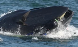 baleine Afrique du Sud