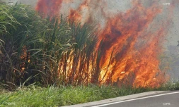 Feu de cannes à Sainte-Suzanne 31 août 2016