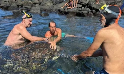 Tortue Manapany