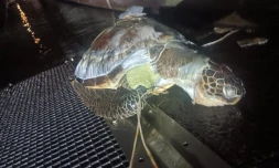 tortue morte