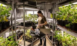 L'apport exogène de phytostérols, molécules lipidiques d'origine végétale, renforcent la résistance des plantes au stress hydrique. (Elicit Plant)
