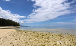 Poissons morts dans le lagon