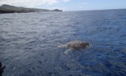 Tortue morte