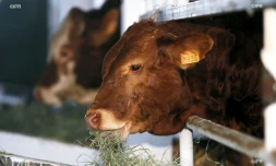 vaches
