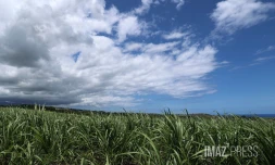 météo réunion 