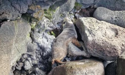 Sainte-Rose : coincée dans les rochers, une otarie secourue par le réseau Échouages