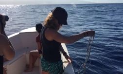 cachalot observé par globice 9 février 2021