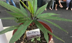 soixantaine de pieds d'arbres plantés sainte clotilde