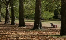 Au Royaume-Uni, chaleur et sécheresse provoquent un "faux automne"
