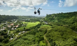 Des lignes électriques équipées de balises pour protéger les oiseaux de l'île [?]