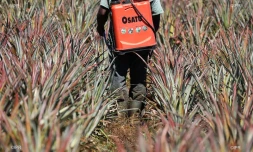 pesticide 