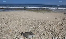 Poisson mort