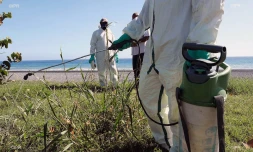 Dengue : "l'essentiel est qu'elle ne passe pas l'hiver"