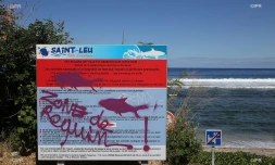 Rodolphe attaque requin 22/07/2015