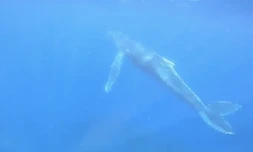 premiĂšre baleine 2023