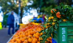 Tampon : 26 tonnes d'agrumes Ă©coulĂ©es lors de la FĂȘte des agrumes RĂ©union