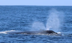 Baleines