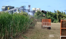 récolte mécanisée de la canne 