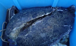 Une tortue verte tuée par une hélice