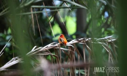 oiseaux