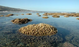 Lagon de La Réunion : des coraux à nu... mais attention, interdiction de marcher dessus [?]