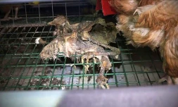 Capture d\'écran réalisée le 24 mai 2016 d\'une vidéo publiée par l\'association L214 dans laquelle on voit le corps d\'une poule morte dans une cage dans une ferme à Chaleins dans l\'Ain