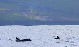 Piton de la Fournaise : une cinquantaine de dauphins observés près de la coulée de lave