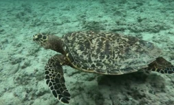 Des images tournées à l\'Hermitage.