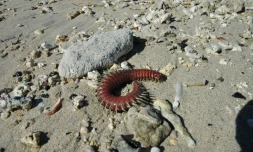 Vers de feu animaux marins urticant pique Hermitage plage