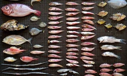 Poissons