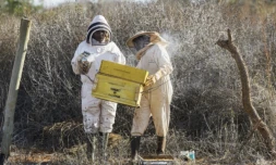 L'agricultrice Mwanajuma Kibula, à droite, et la consutante en apiculture Loise Kawira, à gauche, inspectent des ruches près du parc de Tsavo, au sud du Kenya, le 30 octobre 2024 ( AFP / Tony KARUMBA )
