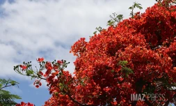 flamboyants , flamboyant 