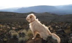 Laiko, le chien voyageur 
