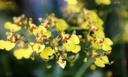 salon Flore et halle