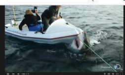 Attaque requin blanc