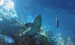 Requins