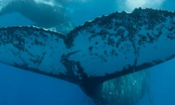baleine au large de l'hermitage