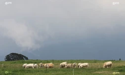 Vaches 