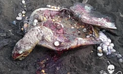 A Mayotte, des centaines et des centaines de tortues sont braconnées