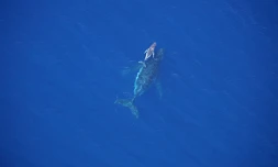 Baleines