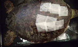 Tortue 