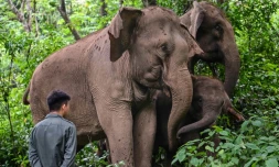 Un conservateur de l'environnement devant un groupe d'éléphants à Xishuangbanna, dans le sud-est de la Chine, le 20 juillet 2021