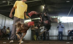bataille coq